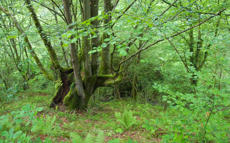 Bosques alrededor de tu alojamiento